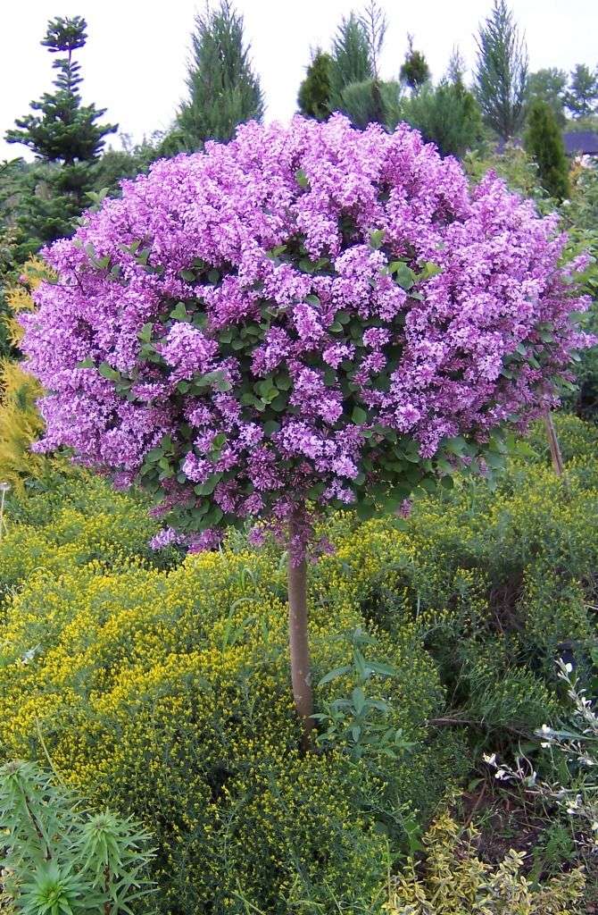 Dwarf Korean Lilac Standard | Pépinière Dominique Savio